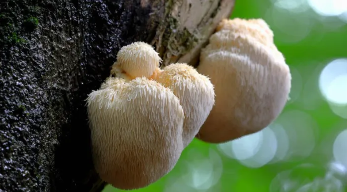 lions mane juba de leão