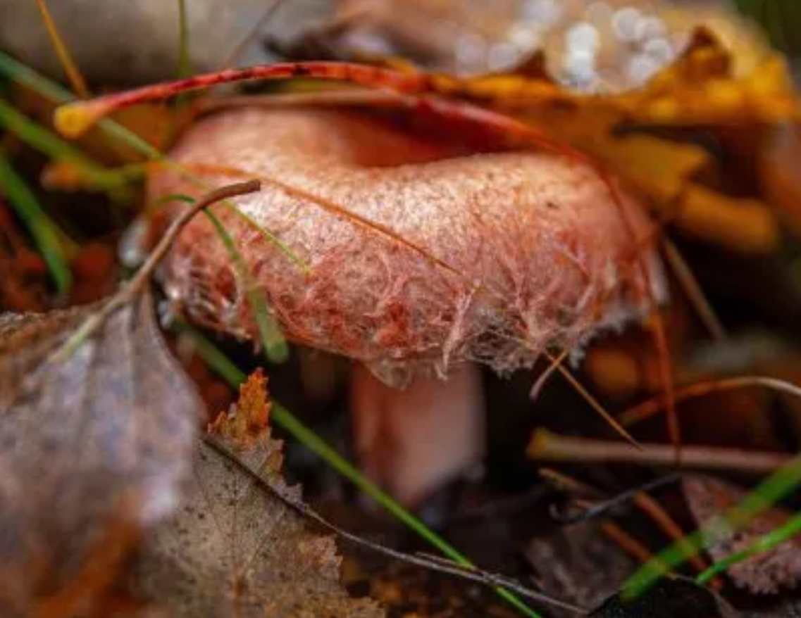 Cogumelo Lion's Mane | 3 Benefícios e Como Cozinhar