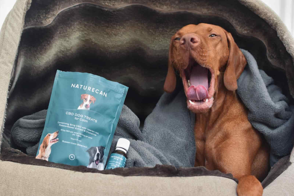 Quanto tempo dorme o cão?