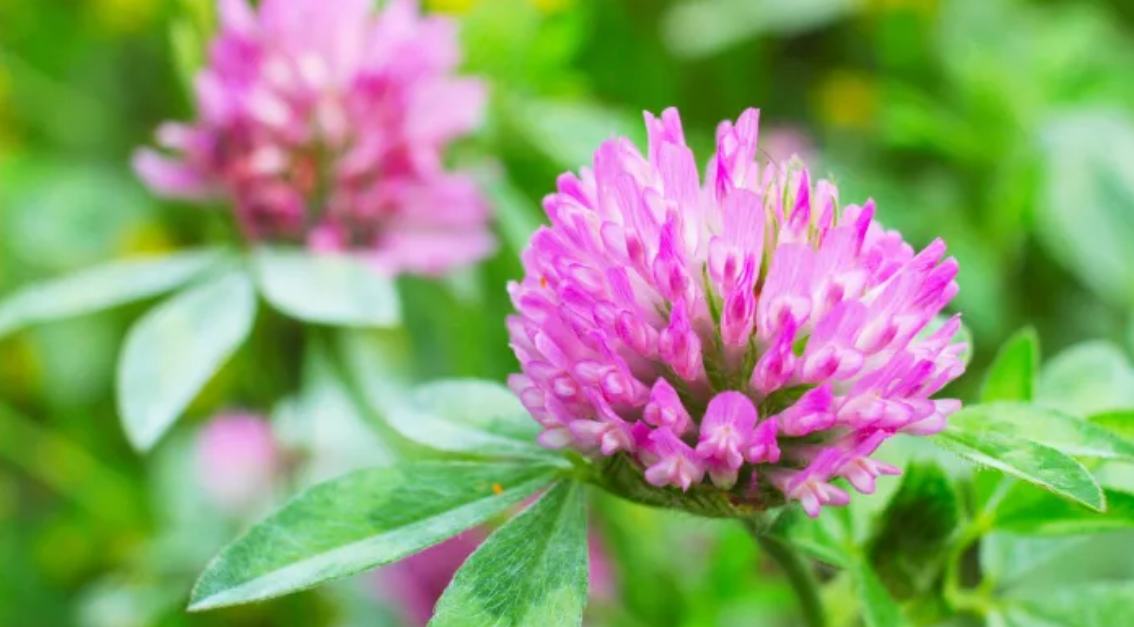 4 Remédios Naturais para a Menopausa