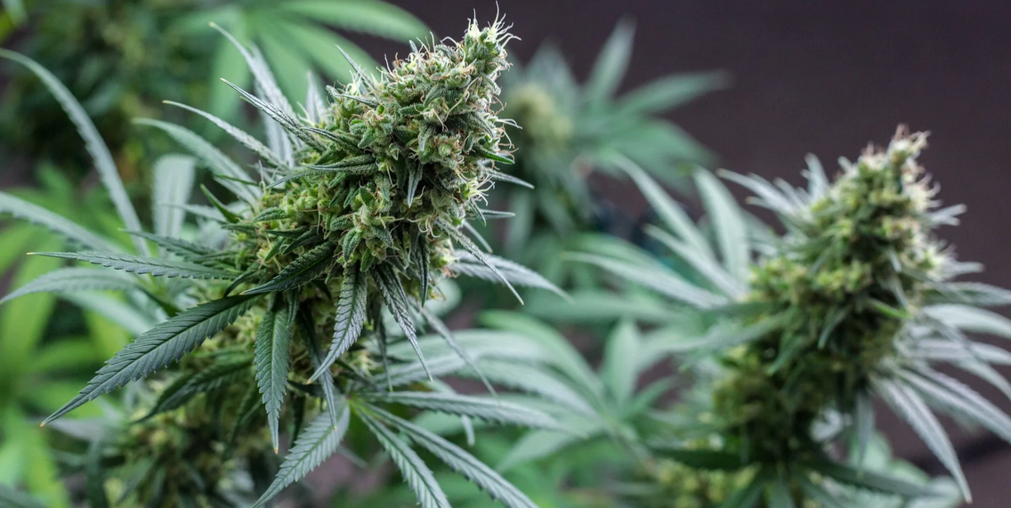 CBD Liposomal vs Micelar: Qual é a diferença?