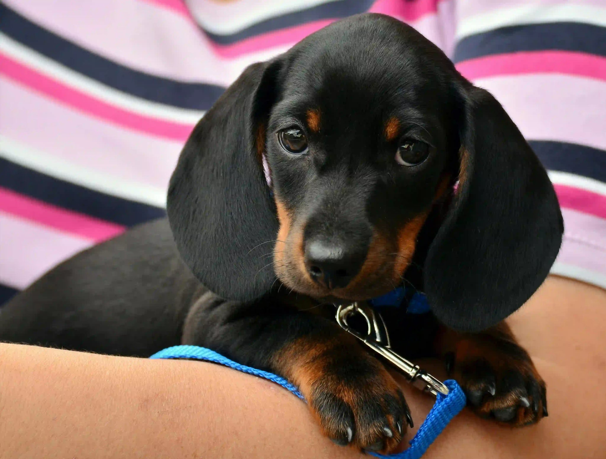 5 Sinais de Hérnias Discais em Cães: O que devo fazer?