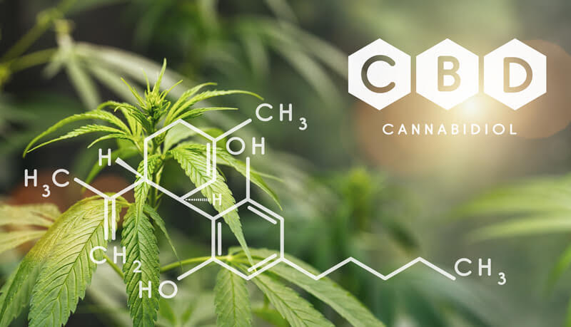 canabinóides