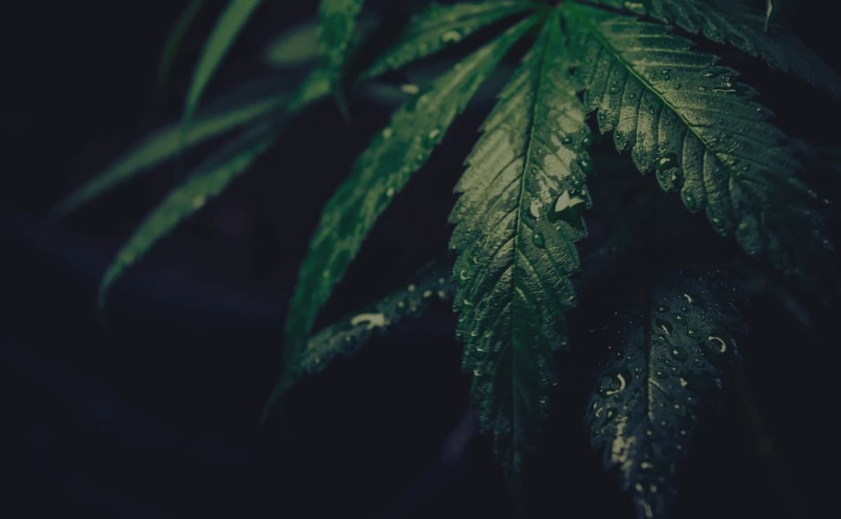 Quais são os efeitos do CBD? Benefícios e Efeitos