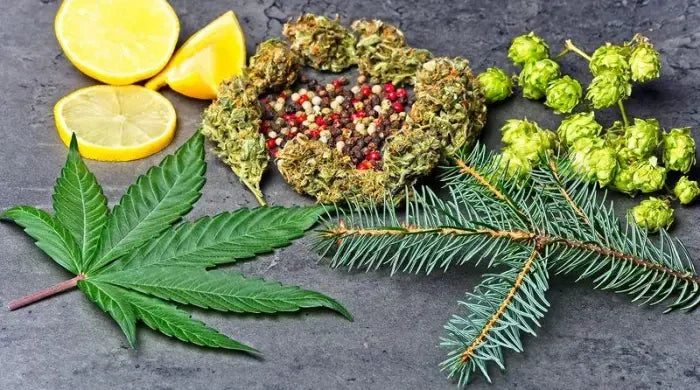 Terpenos