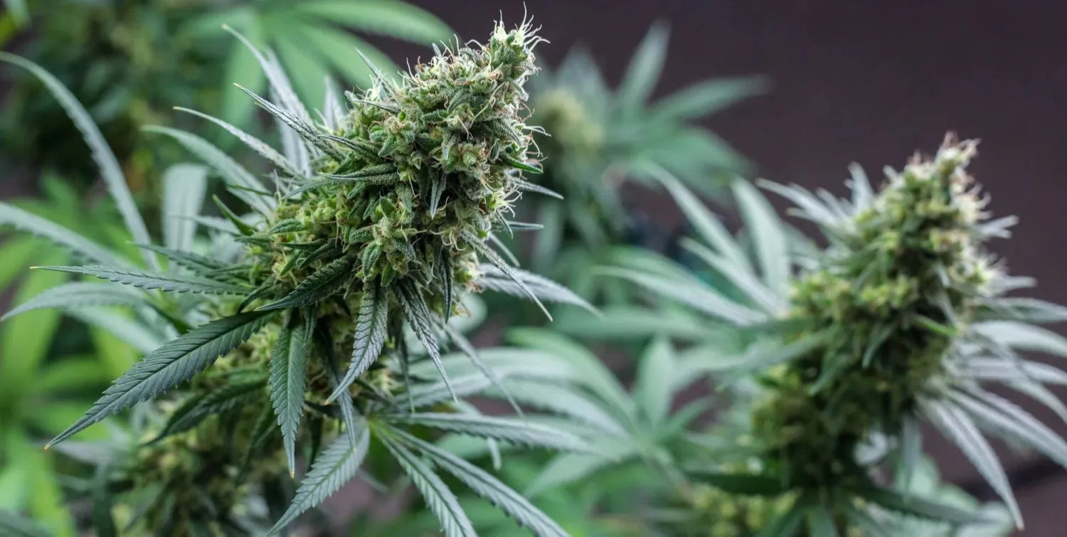 CBD Liposomal vs Micelar: Qual é a diferença?