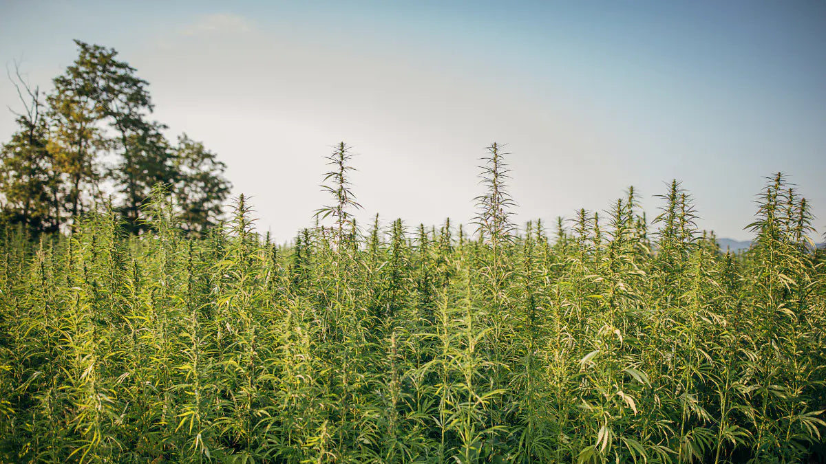 Biodisponibilidade do CBD