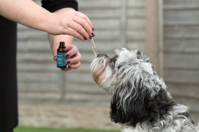 cbd para cão