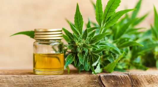 cbd vs thc