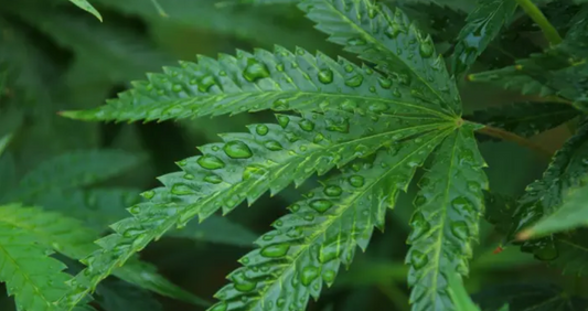 diferença entre cânhamo, marijuana e cbd