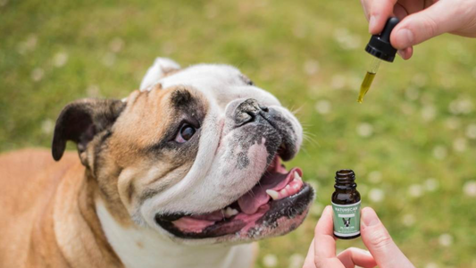 cbd para cães