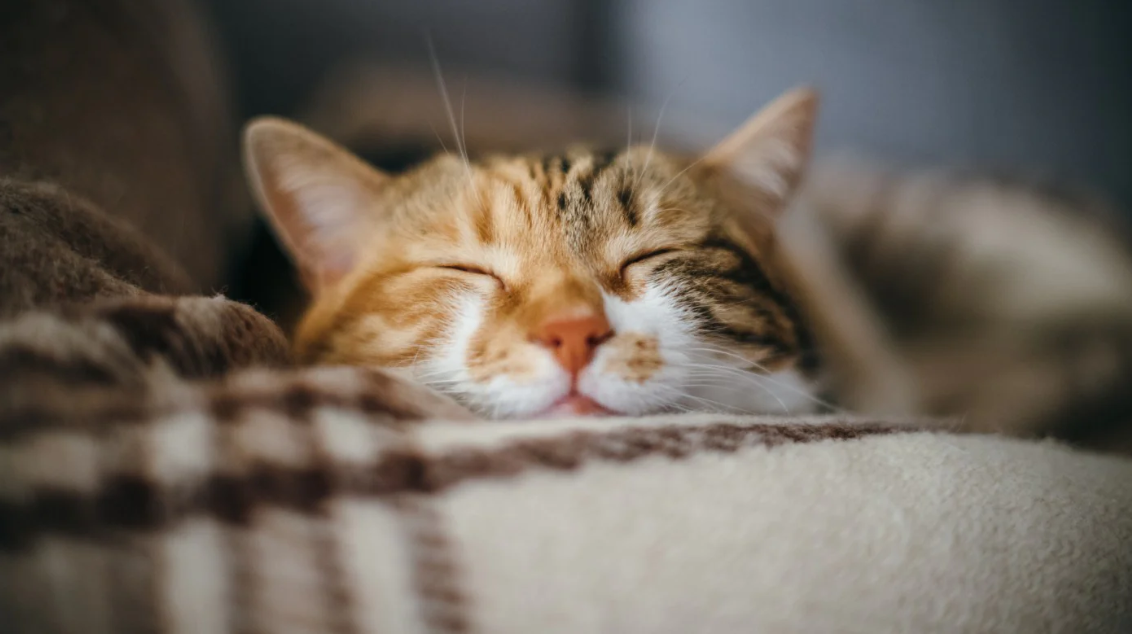cbd para gatos