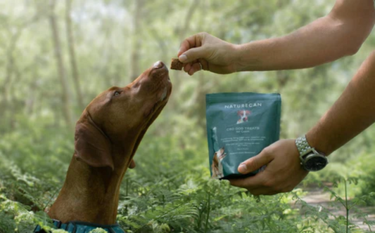 acalmar cão com cbd