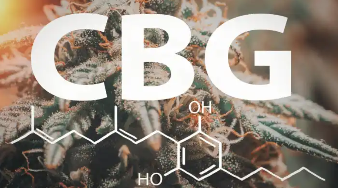 CBG: gomas ou óleos. Qual o melhor? Diferenças