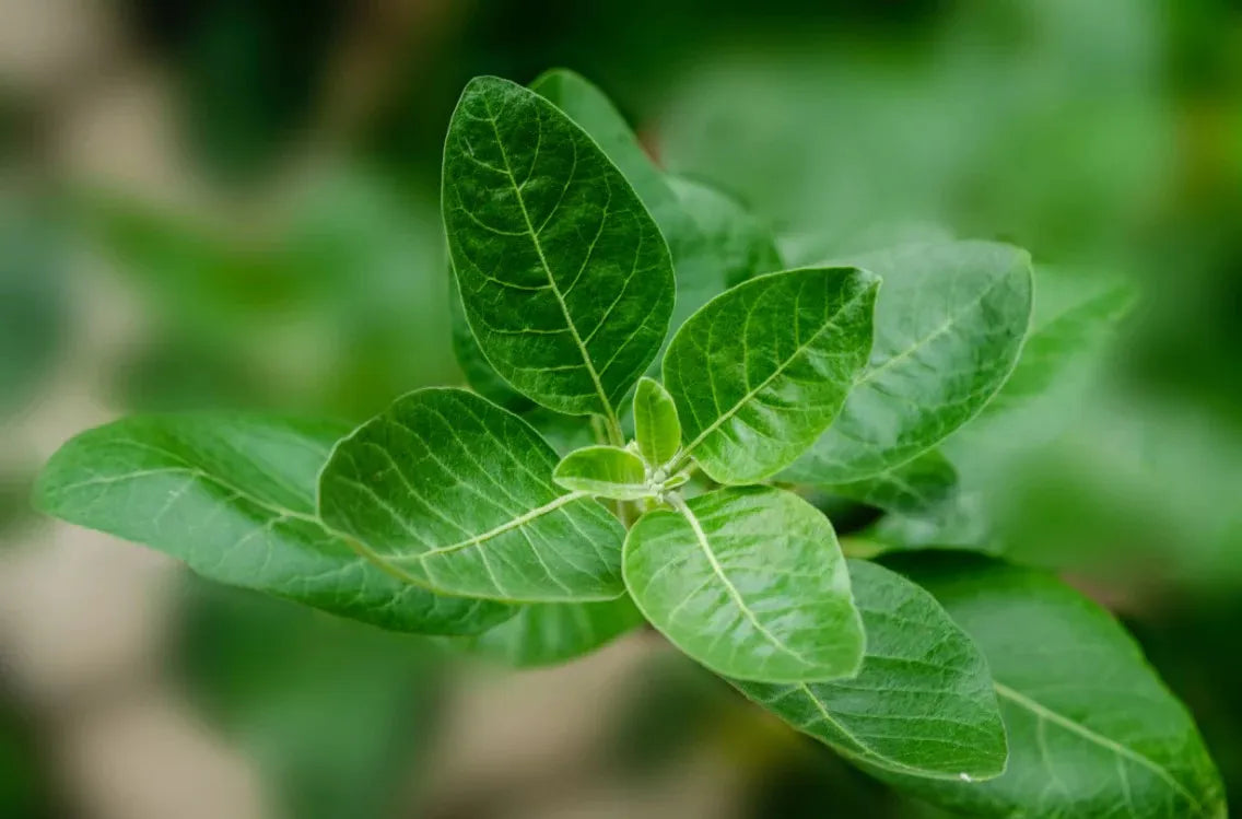 3 Suplementos de Ashwagandha: KSM-66®, Sensoril® e sem marca