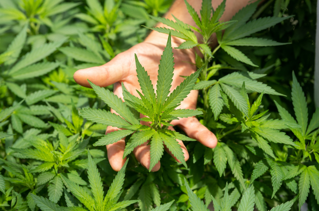 CBD Sintético vs CBD Natural