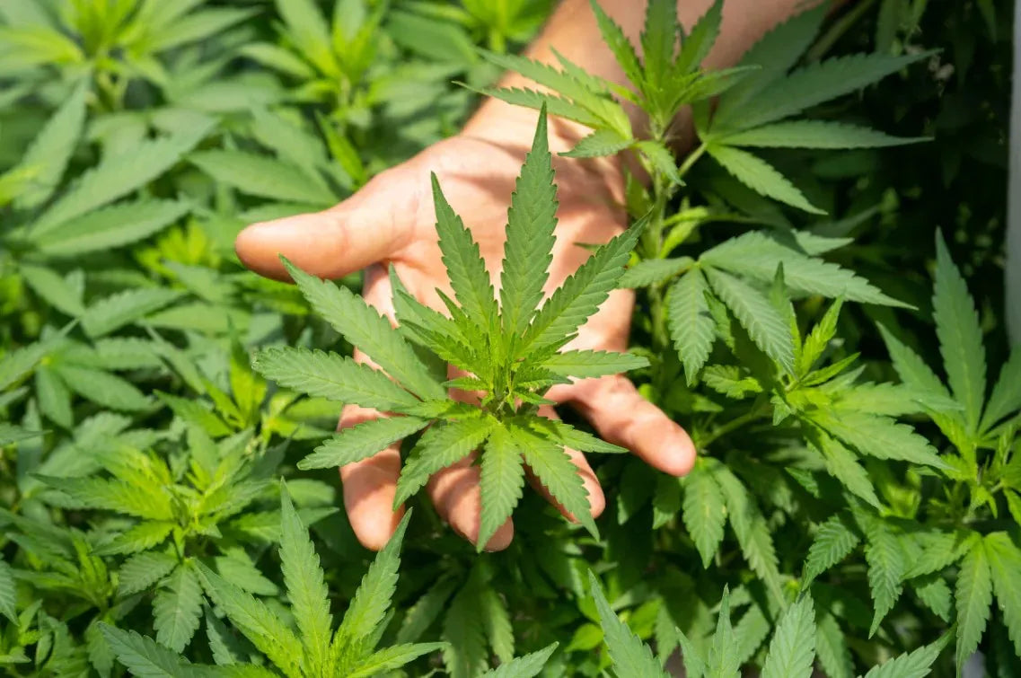 Porquê comprar CBD na Naturecan?