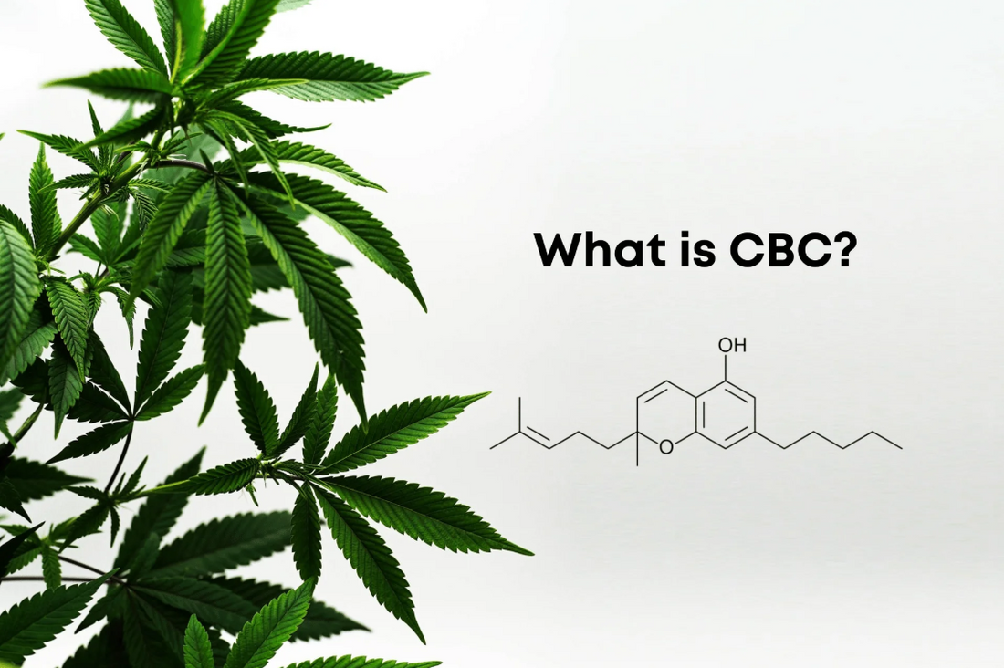CBC | O que a ciência sabe sobre o canabinóide