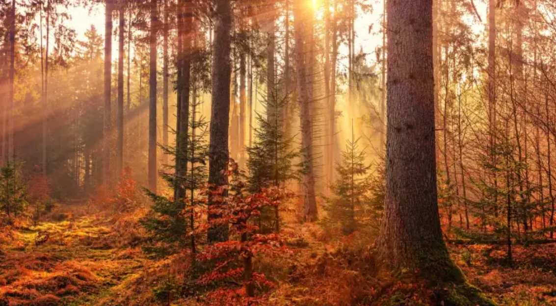 O que é “forest bathing”?