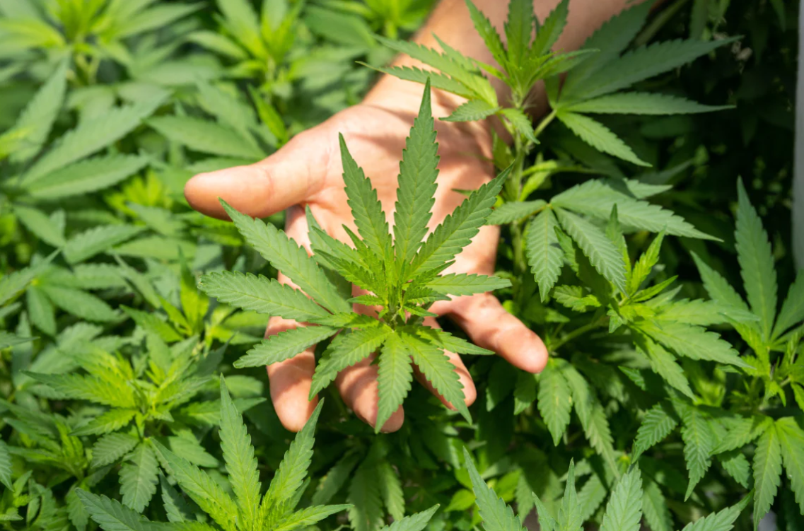 Porquê comprar CBD na Naturecan?