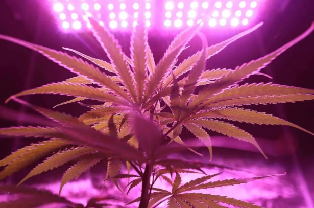 O CBD é psicoativo e "dá moca"?