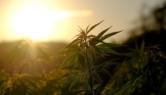 Qual a diferença entre CBD isolado e CBD destilado