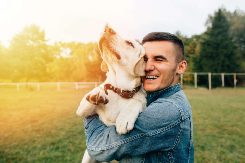 O óleo de CBD é seguro para animais?