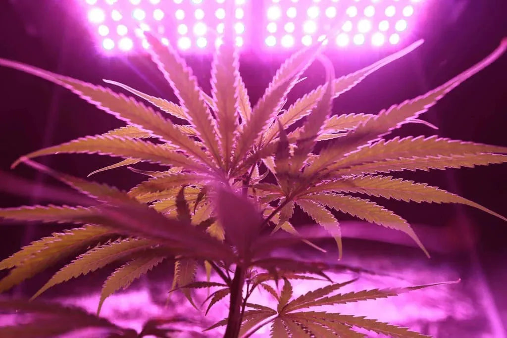 Desintoxicação de THC: Como eliminar o canábis do organismo