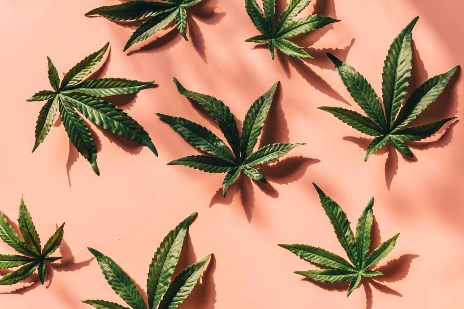 A canábis cheira a quê? Aromas e como remover