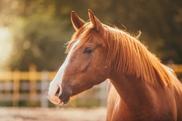 CBD para Cavalos