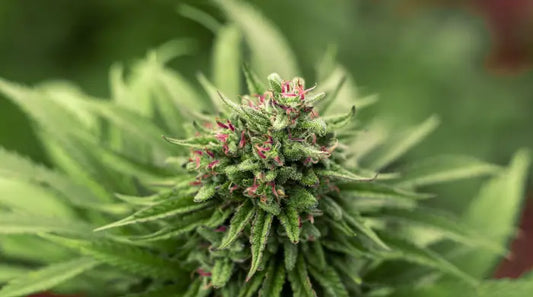 Flores de CBD vs Óleo de CBD em Portugal