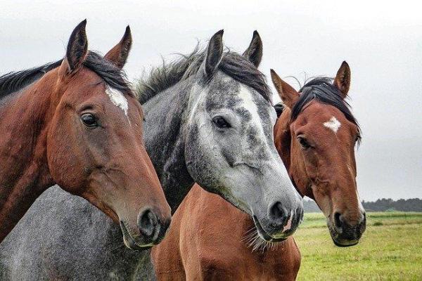 Óleo de CBD e a dor em Cavalos