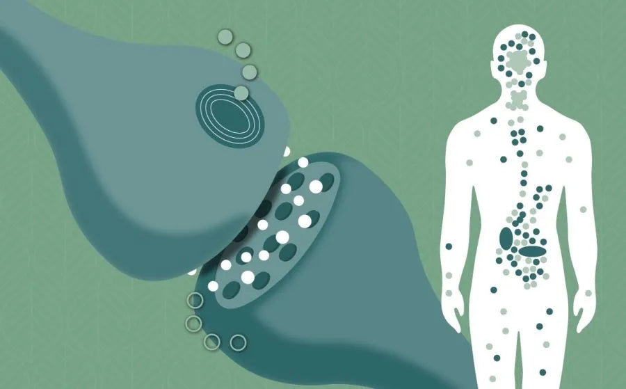 O que é o sistema endocanabinóide?