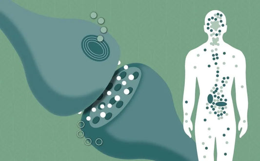 O que é o sistema endocanabinóide?