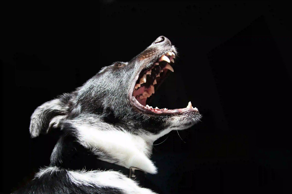 5 Dicas para Fazer o Seu Cão Parar de Ladrar