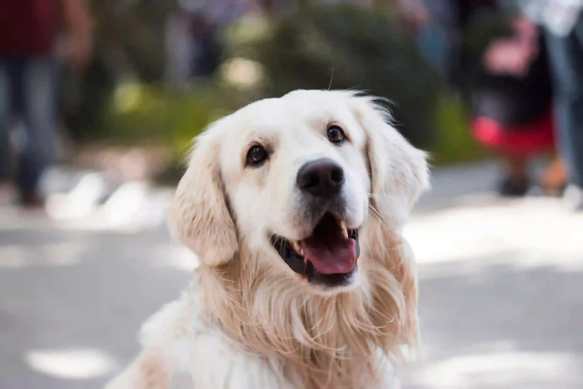 6 Sinais de Stress num Cão: Motivos e Soluções