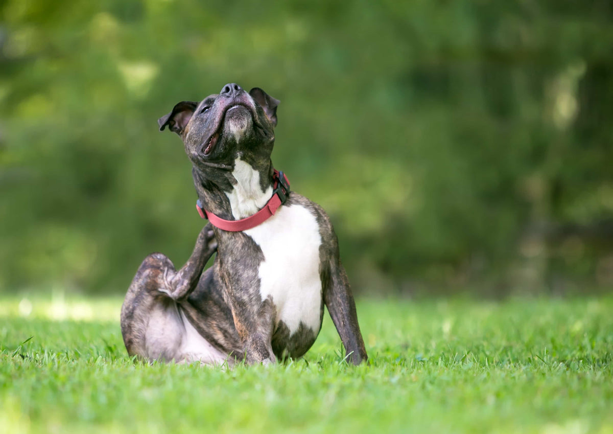 Problemas de Pele em Cães: CBD e Tratamentos Naturais