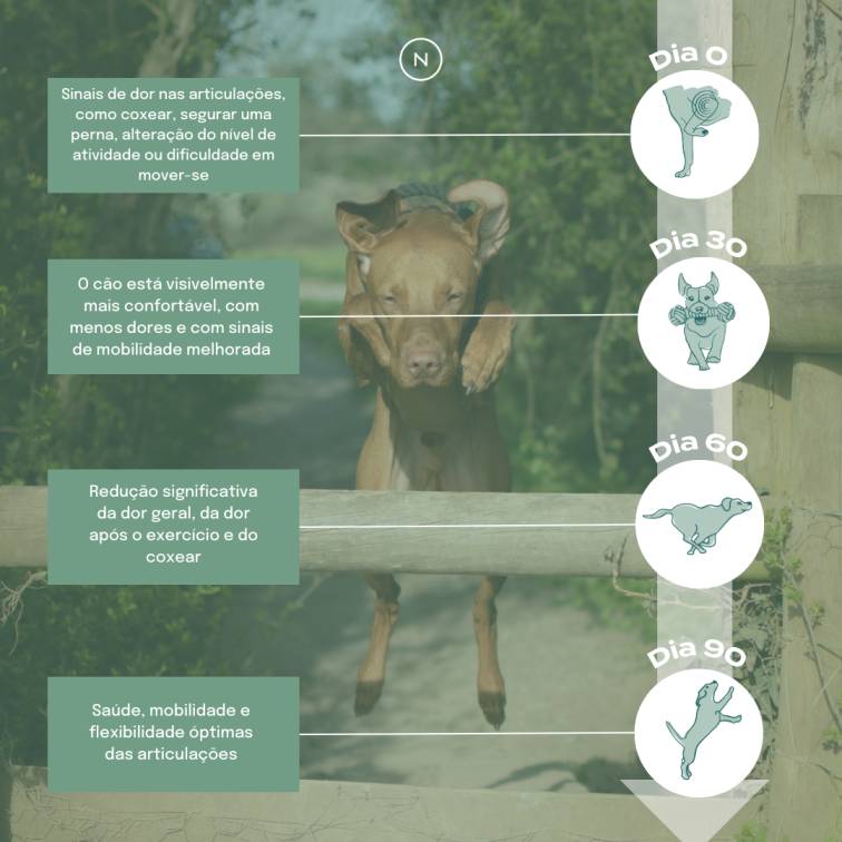 Snacks Articulares para Cão UC-II®